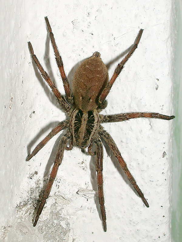 Hogna radiata